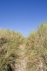 Fototapeta premium Læsø / Dänemark: Schmaler Pfad durch die Dünenlandschaft zum Danzigmann-Strand