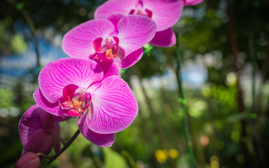 Orchid, selective flcus