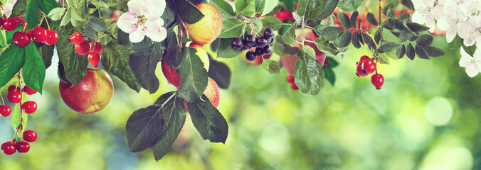 Image of sweet apples and cherries on a tree, - Powered by Adobe