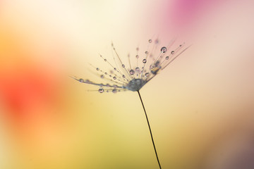 Dandelion seed covered in waterdrops