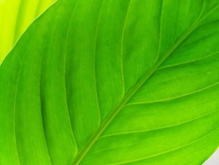 Texture of a green leaf as background