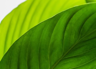 Texture of a green leaf as background