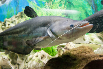 floating fishes in an aquarium
