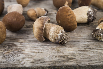 Raw mushrooms on a wooden table. Boletus edulis and chanterelles