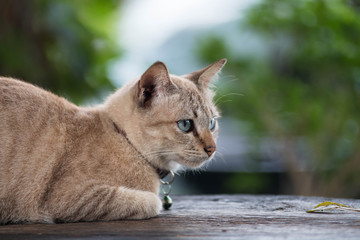 Fototapeta na wymiar Cat with beautiful eyes on the wood table