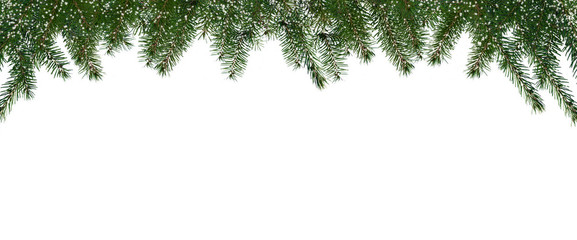 border of isolated green christmas tree branches at the edge on white background with copy space