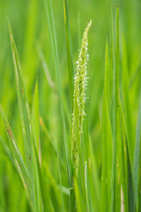 Rice is the staple food of Thai people