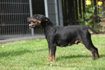 Beautiful German Hunting Terrier in the garden