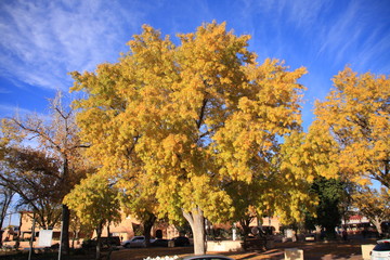 Obraz premium a tree in old town plaza in Albuquerque