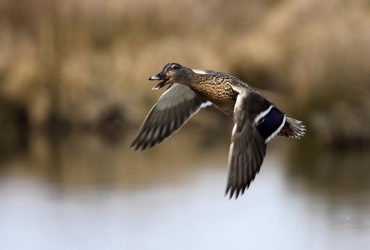 canard col vert volant au dessus d'un &eacute;tang.
Anas platyrhynchos