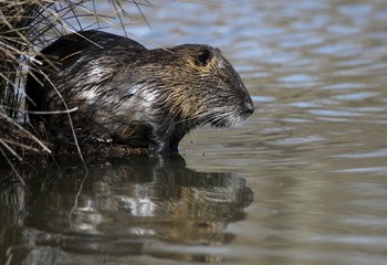 ragondin sur l'étang,myocastor