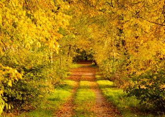 Fototapeta na wymiar Colorful autumn forest trail, Germany, Europe 