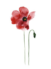 Poppy with a bud isolated on a white background, watercolor