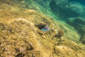 Sea bed of Sharks Cove, North Shore of Oahu in Hawaii. Underwater marine life in Pacific Ocean.