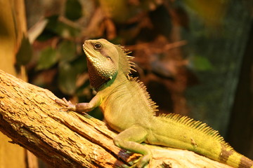 Iguana