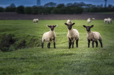 3 lambs © John Keenan