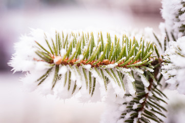 Naklejka na ściany i meble Spruce branch with frost.