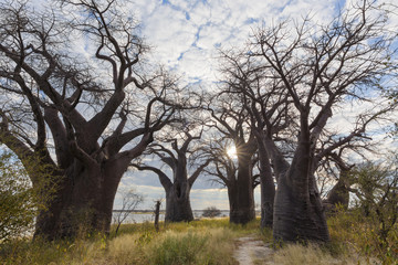 Fototapeta na wymiar Baines Baobab's sun startburst