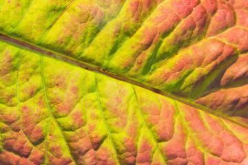 Red-green leaf with veins simple natural background.