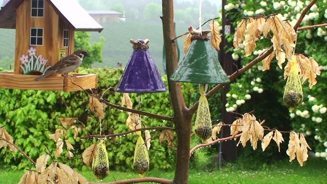 Die Spatzen lassen sich auch vom Regen nicht st&ouml;ren (Totale)