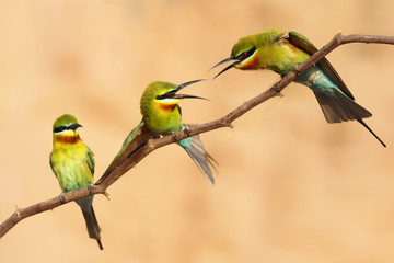 Territorial Fight of blue tailed bee eater