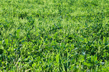 Meadow with clover leaves bright green background.