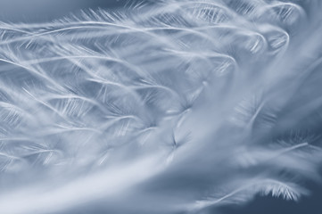 Background feather close up.