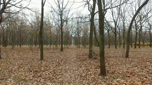 trees wood