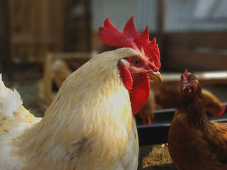 White cock and brown chicken in the yard