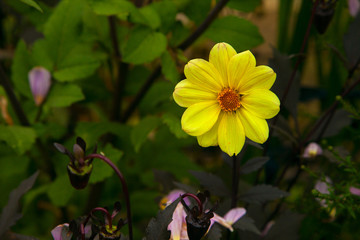 dahlia georgin veselye rebjata on background green grass, yellow color