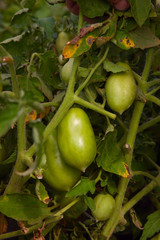 green tomatoes in the greenhouse with leaves affected by the disease