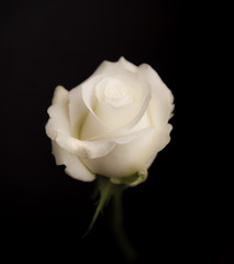 White single Rose