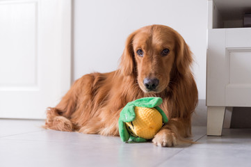 The golden retriever and its toys