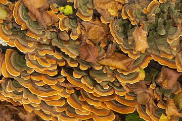 Poliporo variopinto (Stereum hirsutum) -  fungo a mensola © paolofusacchia