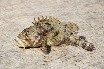 Fished gouper and baked in the water