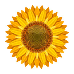 Sunflower vector isolated on white background. Yellow sun flower