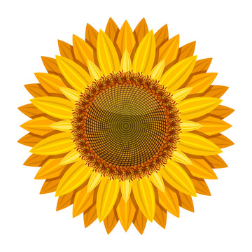 Sunflower vector isolated on white background. Yellow sun flower