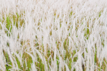Blurred flowers grass in the morning
