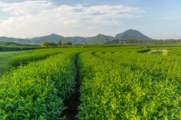 Green tea curve with mountain background, Chiang Rai, Thailand