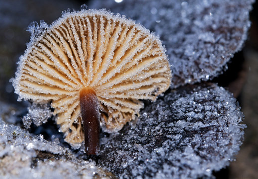 Small mushroom in sparkling hoarfrost a close up.