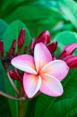 Pink plumeria on the plumeria tree
