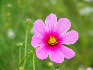 Obraz premium コスモス