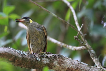 Lewin Honeyeater (Meliphaga lewinii) in Cairns, Australia

