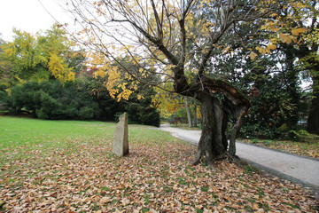 Autumn scene in a park