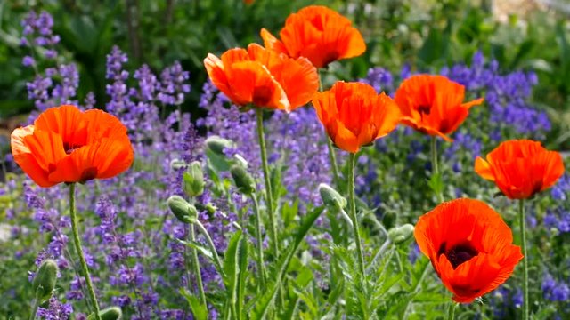Tuerkischer Mohn und Katzenminze vid 01