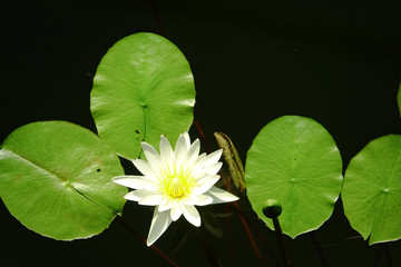 睡蓮