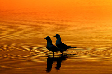 Black-headed Gulls Larus ridbundus on coastal pool at sunset