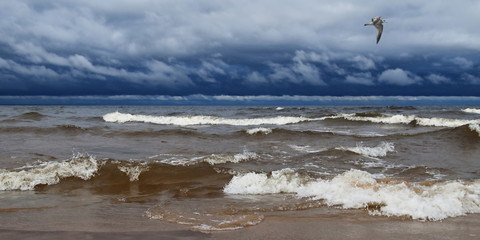 Panorama the seashore and a flying seagull during a storm.