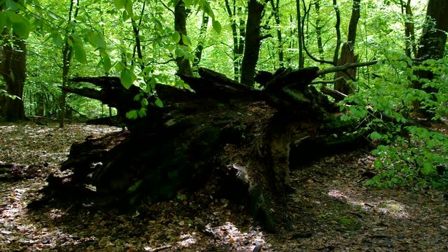Baumstamm im Buchenwald vid 03 ton