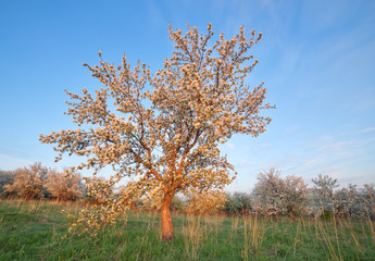 Fototapeta premium Landscape shot with wide angle lens with blossoming Apple tree i
